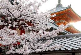 Japan_Sakura_2025 (46/79)